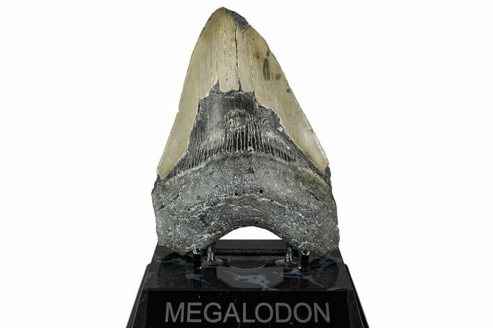 Bargain, Fossil Megalodon Tooth - North Carolina #350595